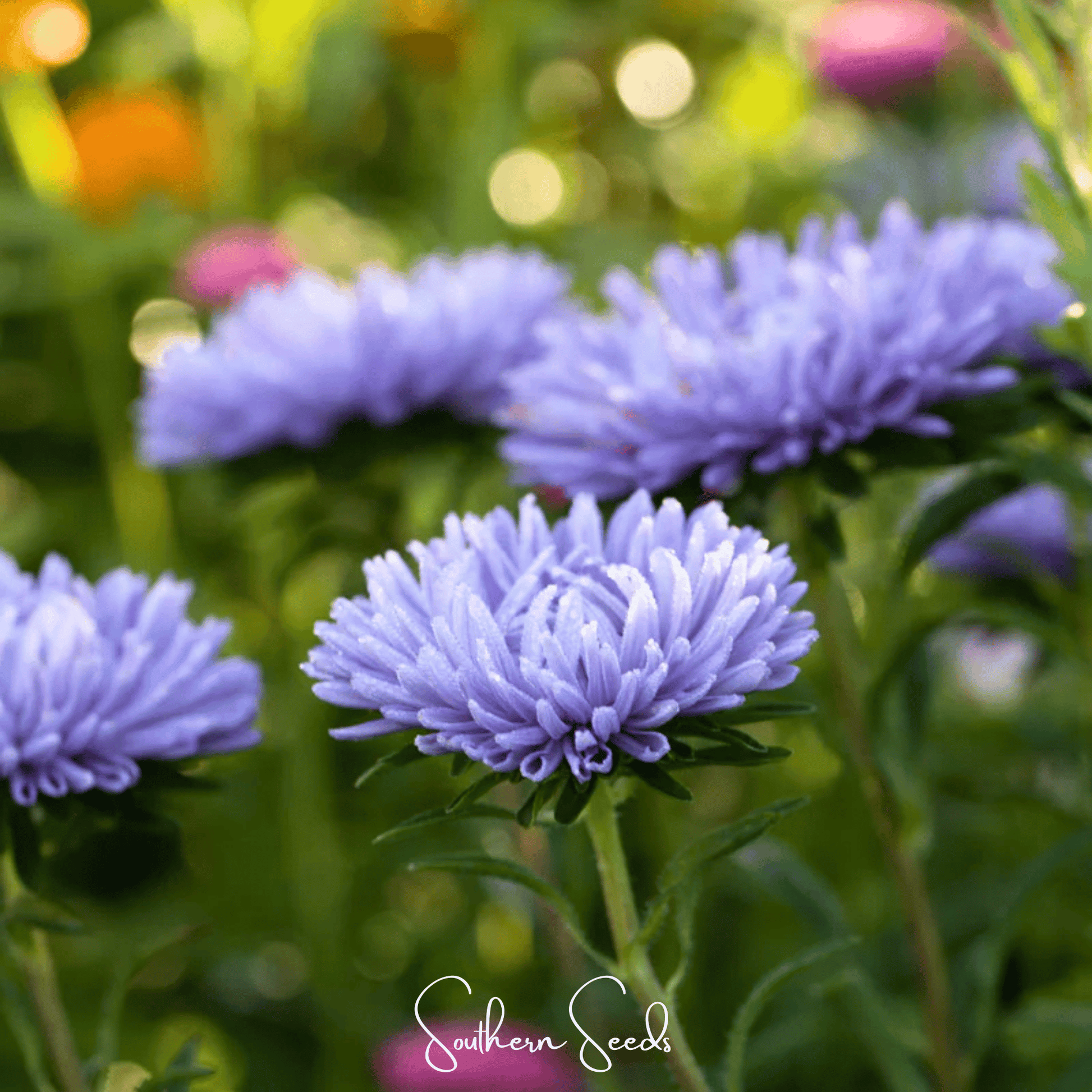 Lavender Gremlin Aster seeds by Southern Seeds, showing a cluster of vibrant lavender-colored flowers and green foliage.