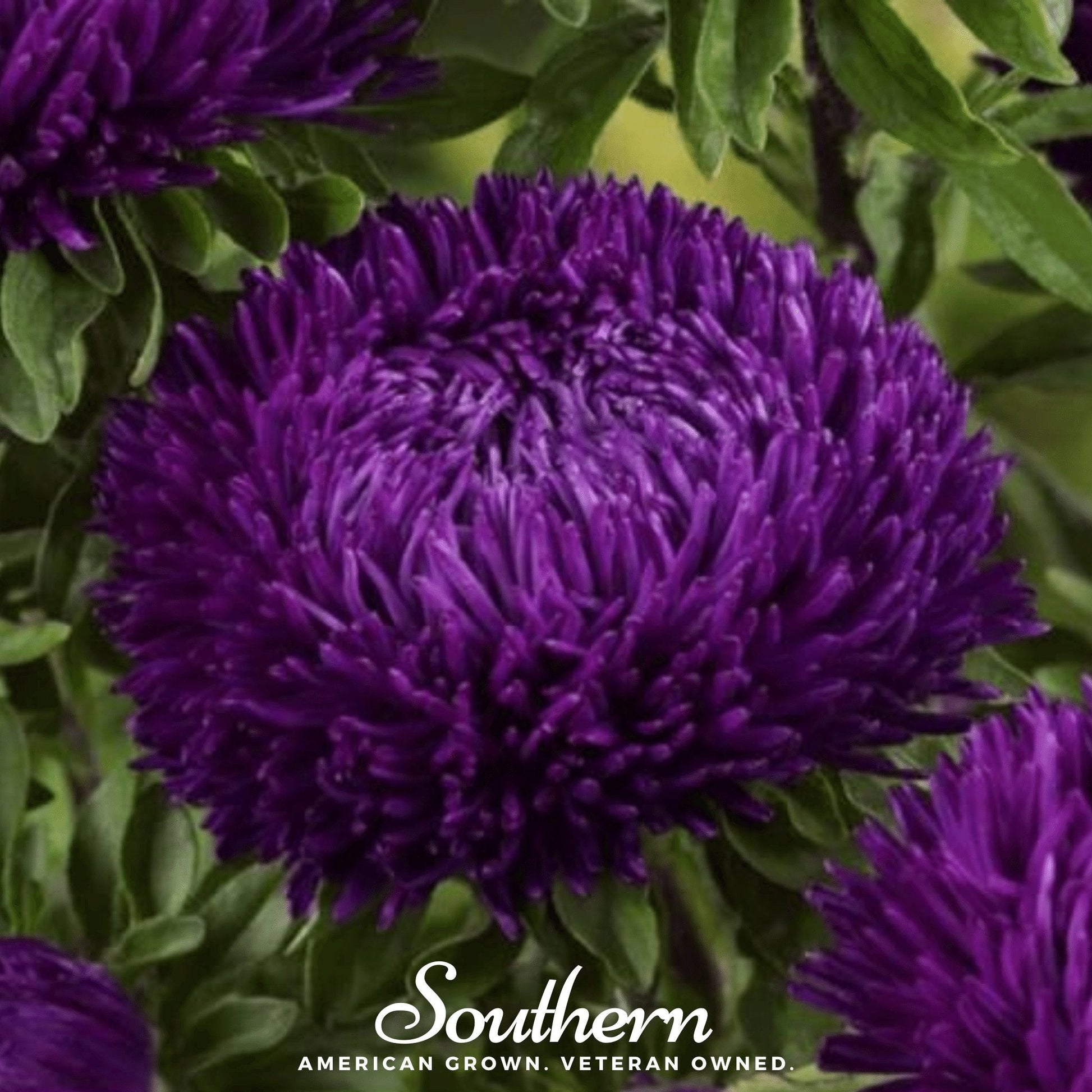 Violet Gremlin Aster seeds from Southern Seeds, showcasing vibrant purple flower buds and green foliage.
