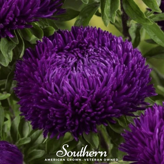 Violet Gremlin Aster seeds from Southern Seeds, showcasing vibrant purple flower buds and green foliage.