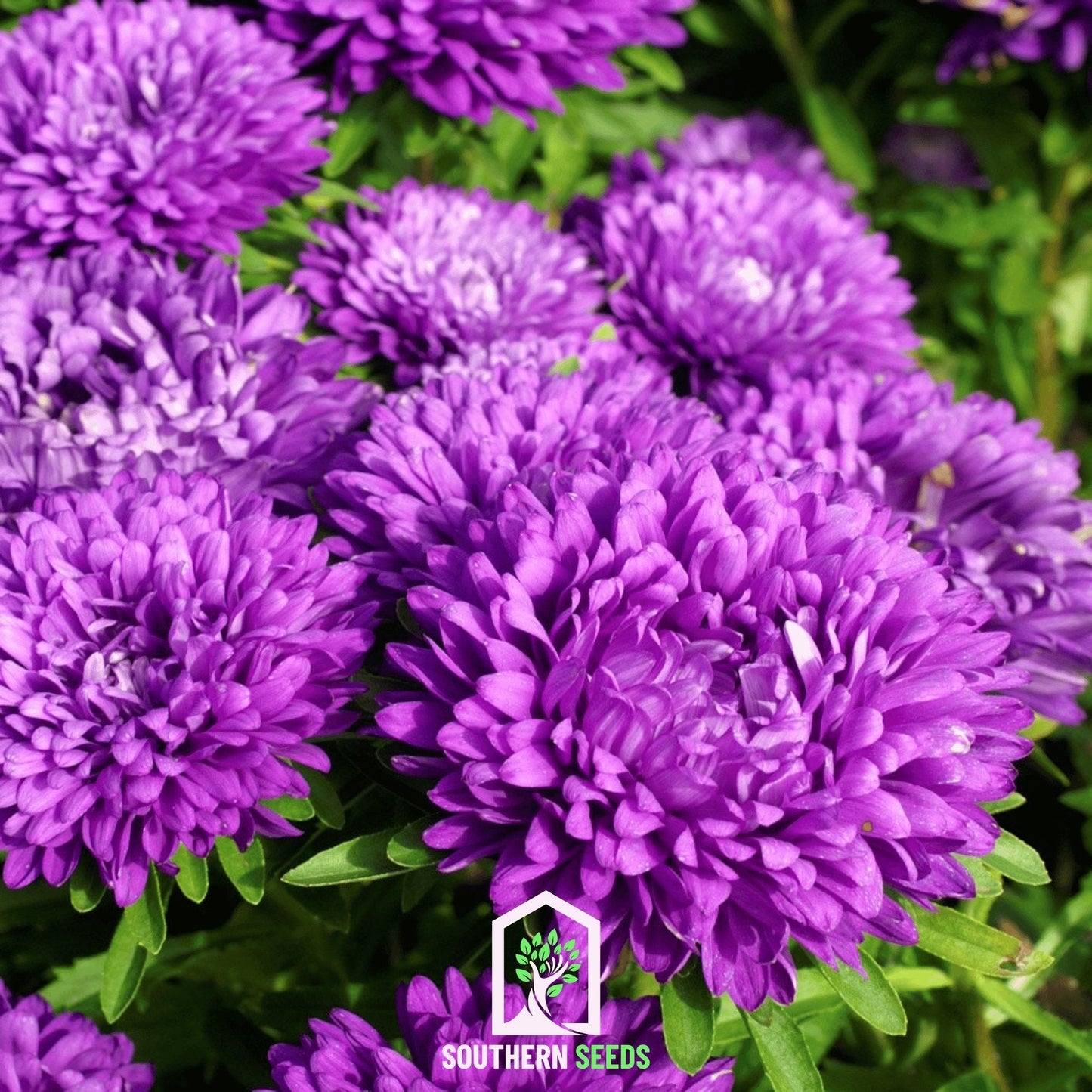 Blue Aster Milady seeds from Southern Seeds, showing a cluster of vibrant blue flowers and green foliage.