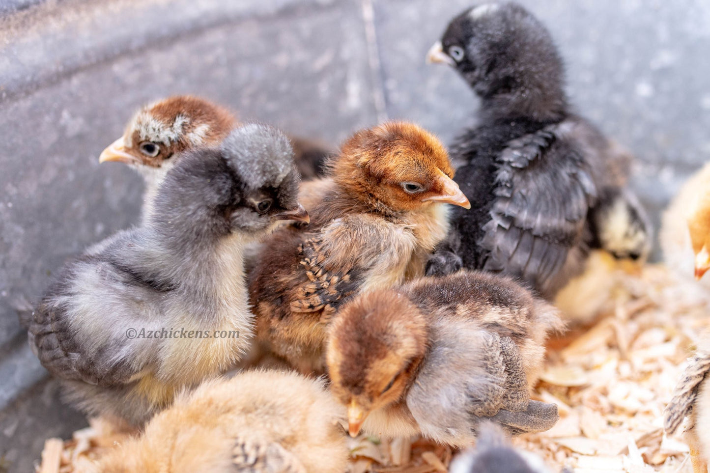 Rainbow Egg Assortment – Buy 10 + 5 Bonus Free (15 All-Female, Shipping Included) - Blessings Grow Meadows