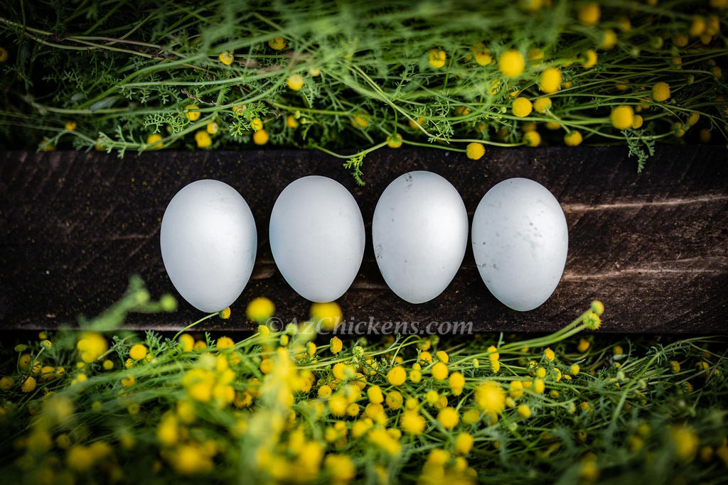 Rainbow Egg Assortment – Buy 10 + 5 Bonus Free (15 All-Female, Shipping Included) - Blessings Grow Meadows