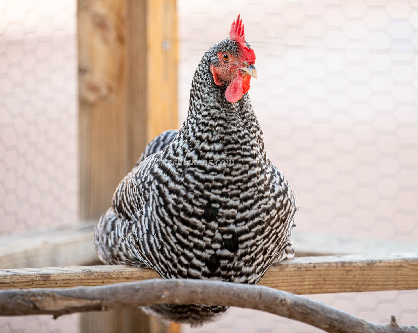 Barred Rock Chicks – Buy 10 + 5 Bonus Free (15 All-Female, Shipping Included) - Blessings Grow Meadows