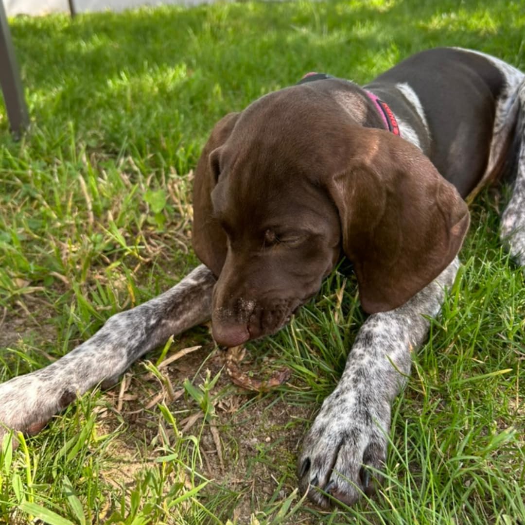 Dehydrated quail crunch sticks dog treats with quail spines, healthy, flavorful, and promote dental health for training and happy pets.