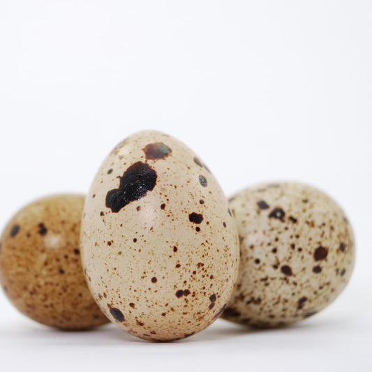Set of 10 cleaned hollow quail eggs with empty shells, perfect for crafting and decorative projects.