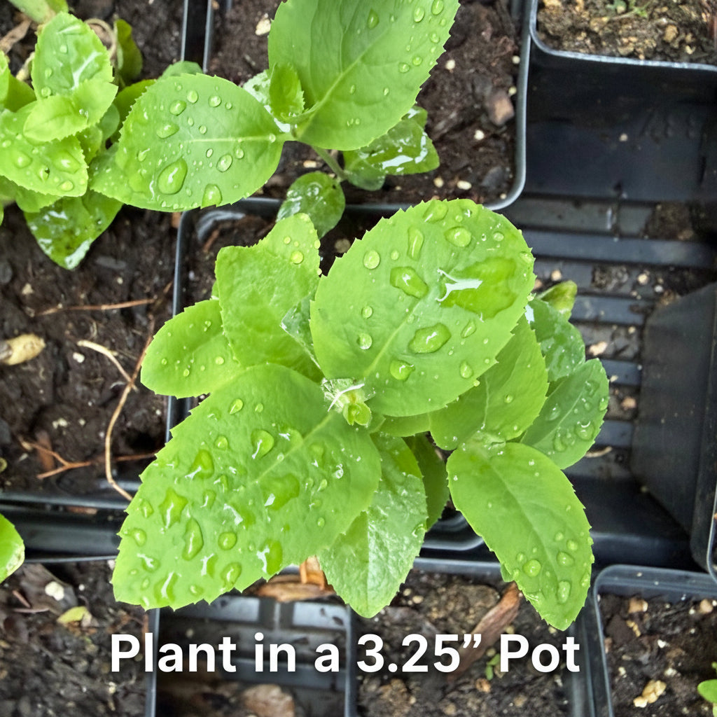 Balloon Flower Live Plant – Platycodon grandiflorus – Blue-Purple Perennial – Zones 3–9