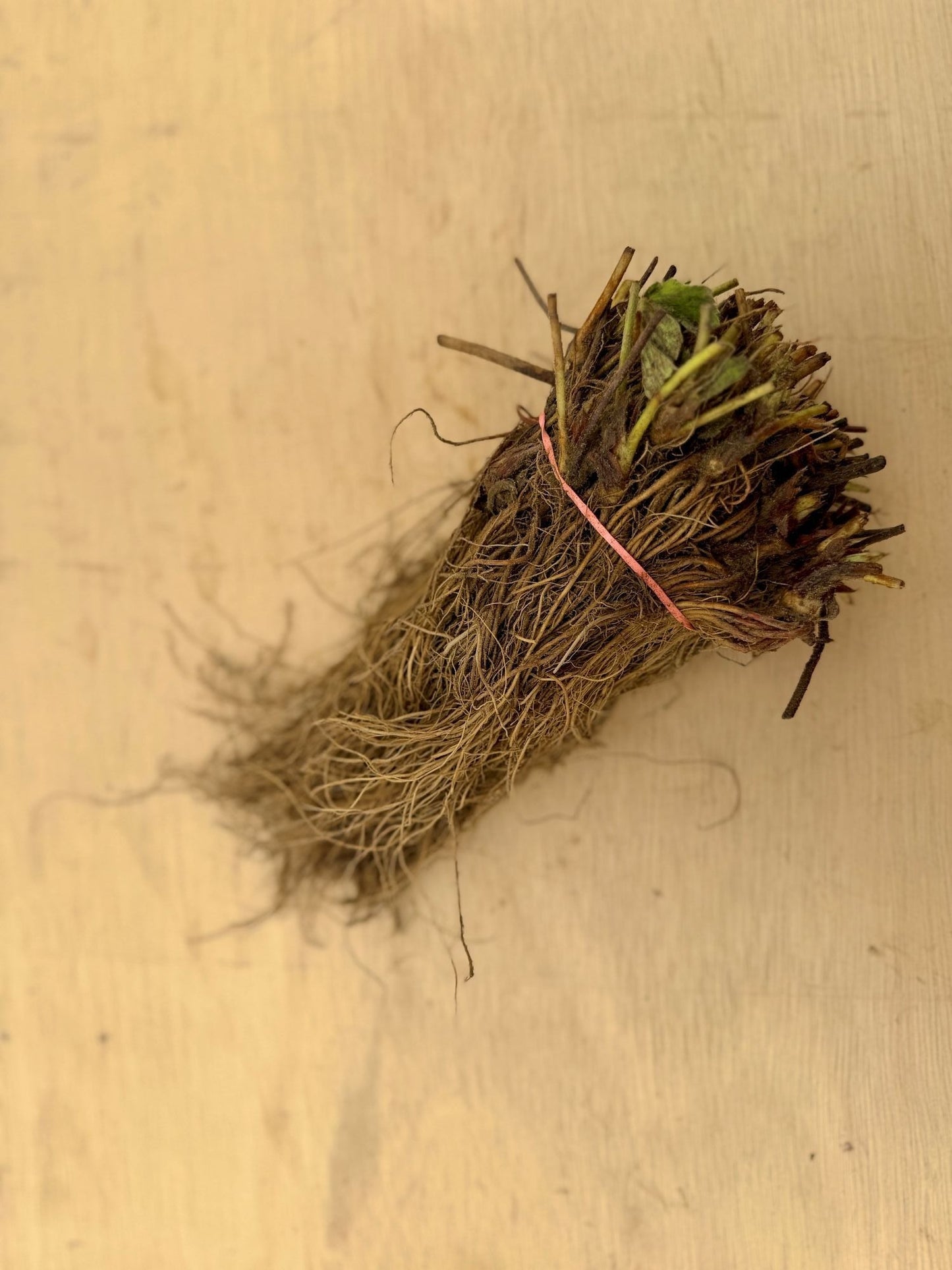 Bareroot Honeoye strawberry plants from The Farm On Central showing healthy roots and lush green foliage.