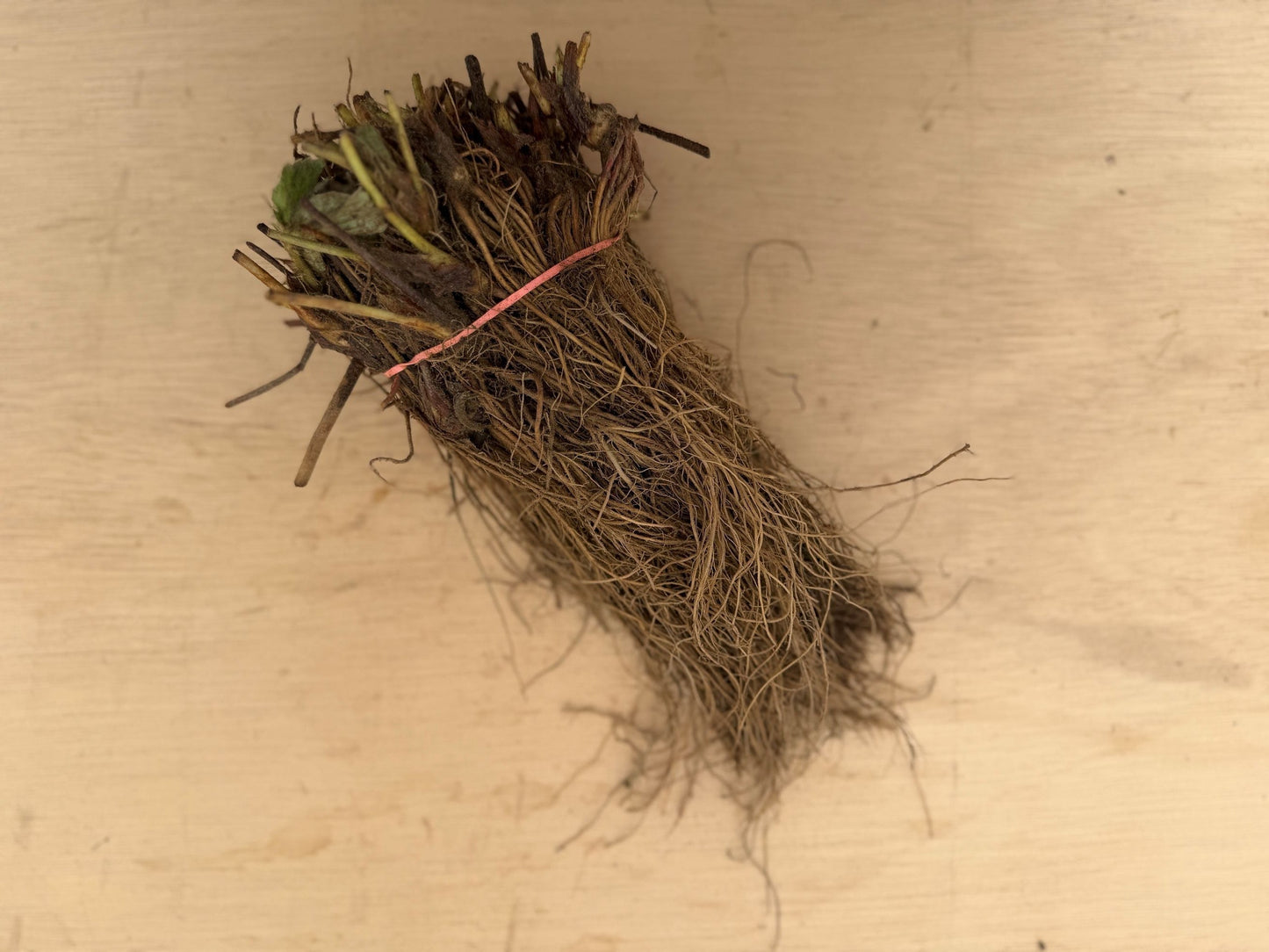 Bareroot Jewel strawberry plants from The Farm On Central, showing healthy green leaves and roots ready for planting.