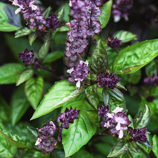 Close-up of Blue Spice basil from Alliance of Native Seedkeepers, featuring vibrant green glossy leaves, purple stems, and clusters of small purple flowers—an aromatic and striking herb for any garden.