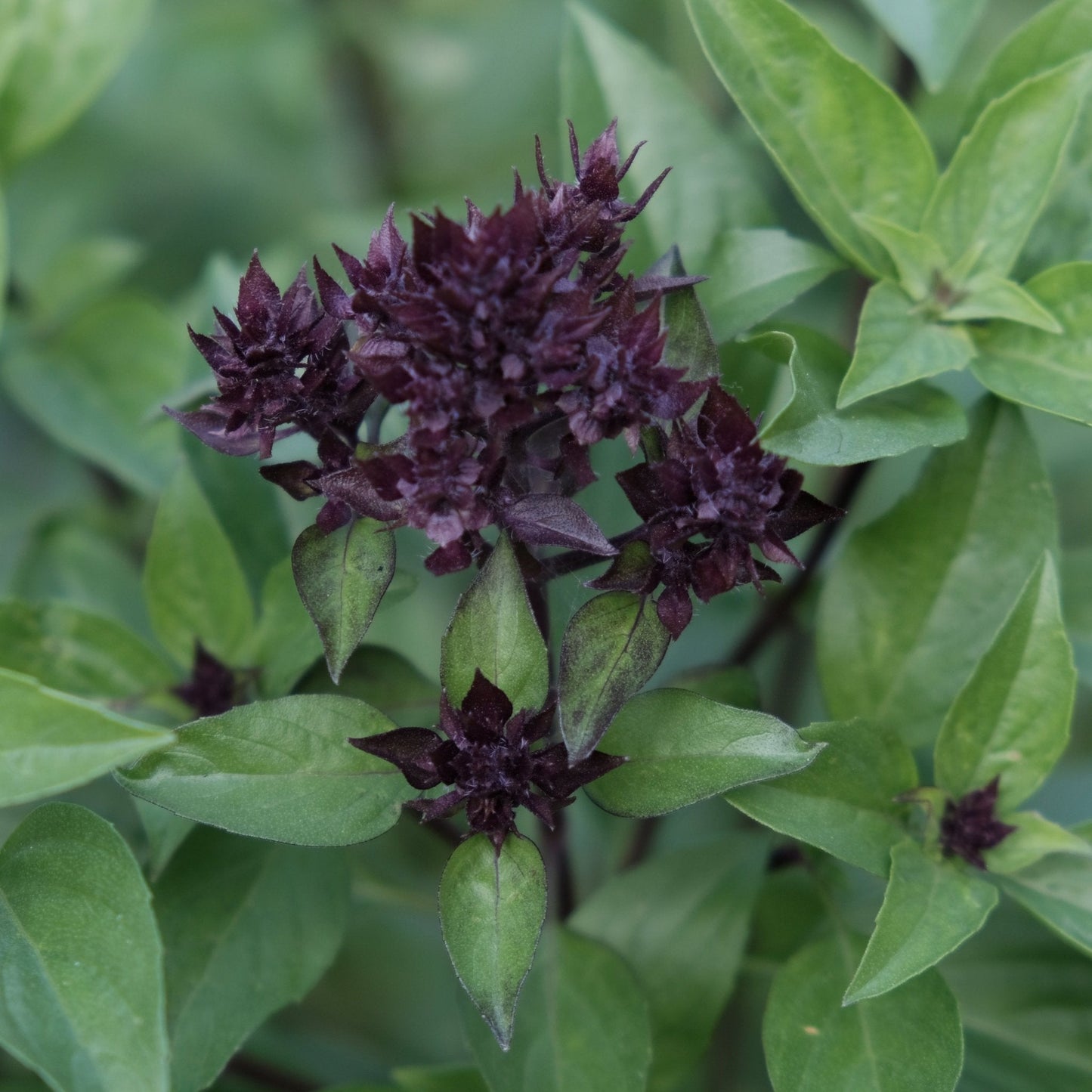 Alliance of Native Seedkeepers’ Basil Seeds - Siam Queen Thai Basil produce dark purple flower clusters with green leaves and a signature licorice-anise aroma.