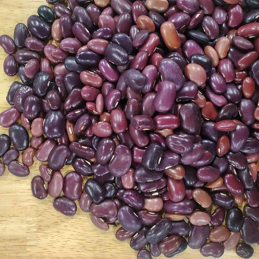 Ayocote Morado Bean - Blessings Grow Meadows