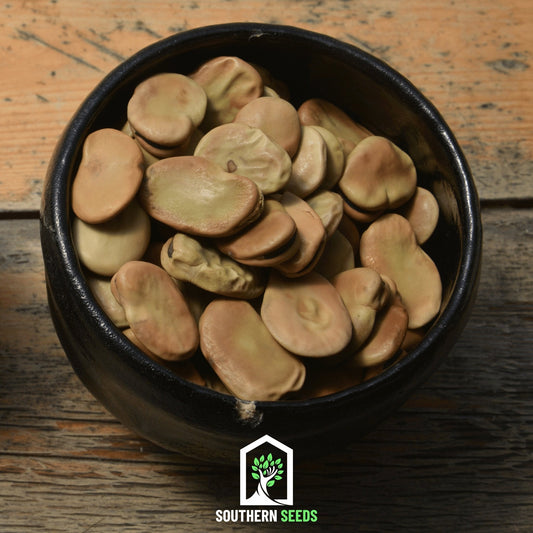 Broad Windsor Fava Bean seeds by Southern Seeds, showing 10 vicia faba beans ready for planting in a natural setting.