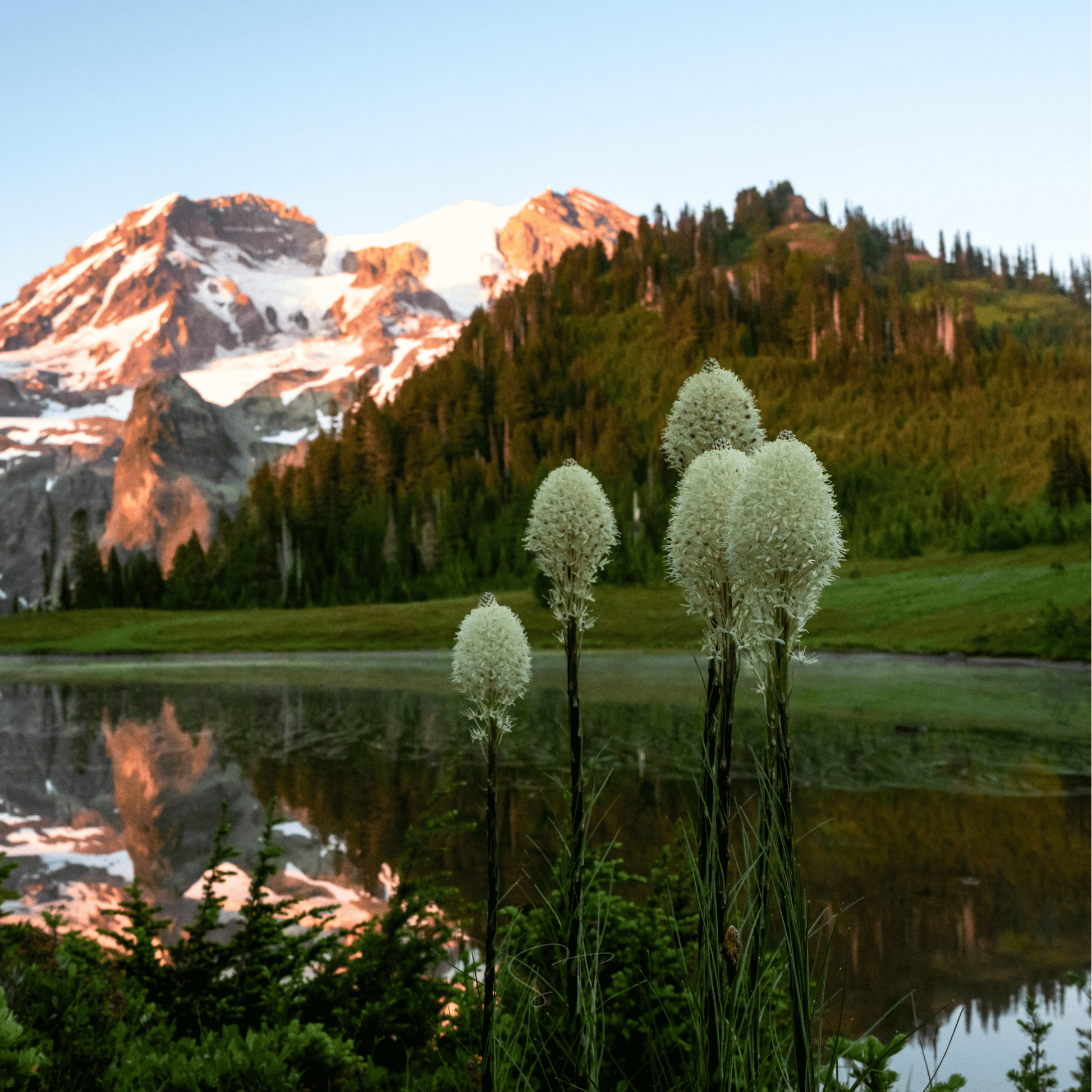 Packet of Bear Grass seeds from Southern Seeds, featuring 50 seeds for planting and cultivation.