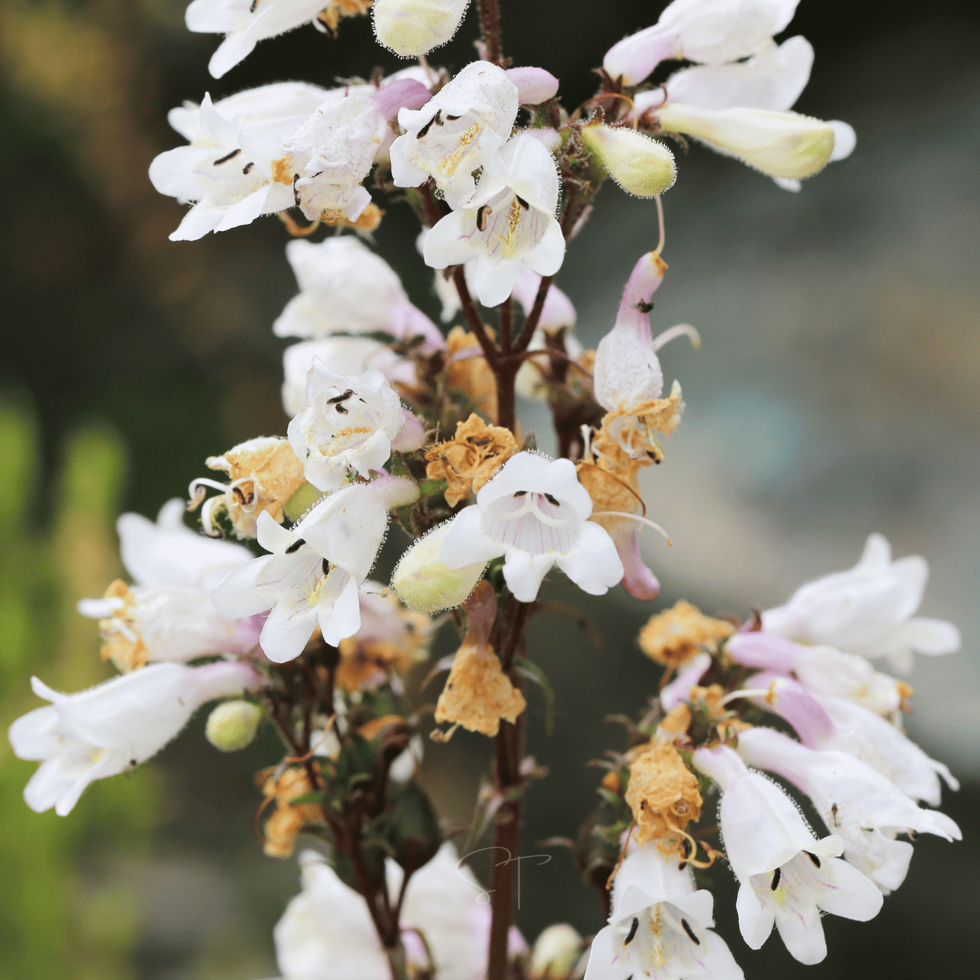 Packet of 200 Beardtongue Foxglove seeds from Southern Seeds, showing small seed images on a colorful packet for planting.