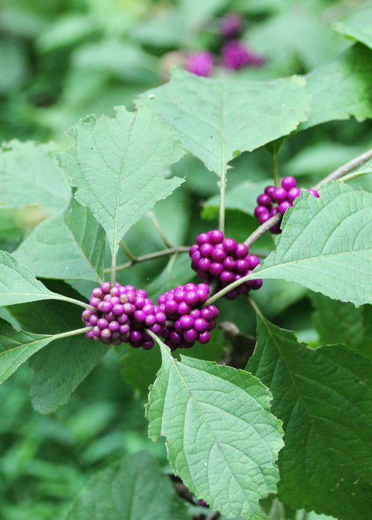 Live Beautyberry herb (Callicarpa americana) plant from Sow Exotic, showcasing vibrant purple berries and green foliage.