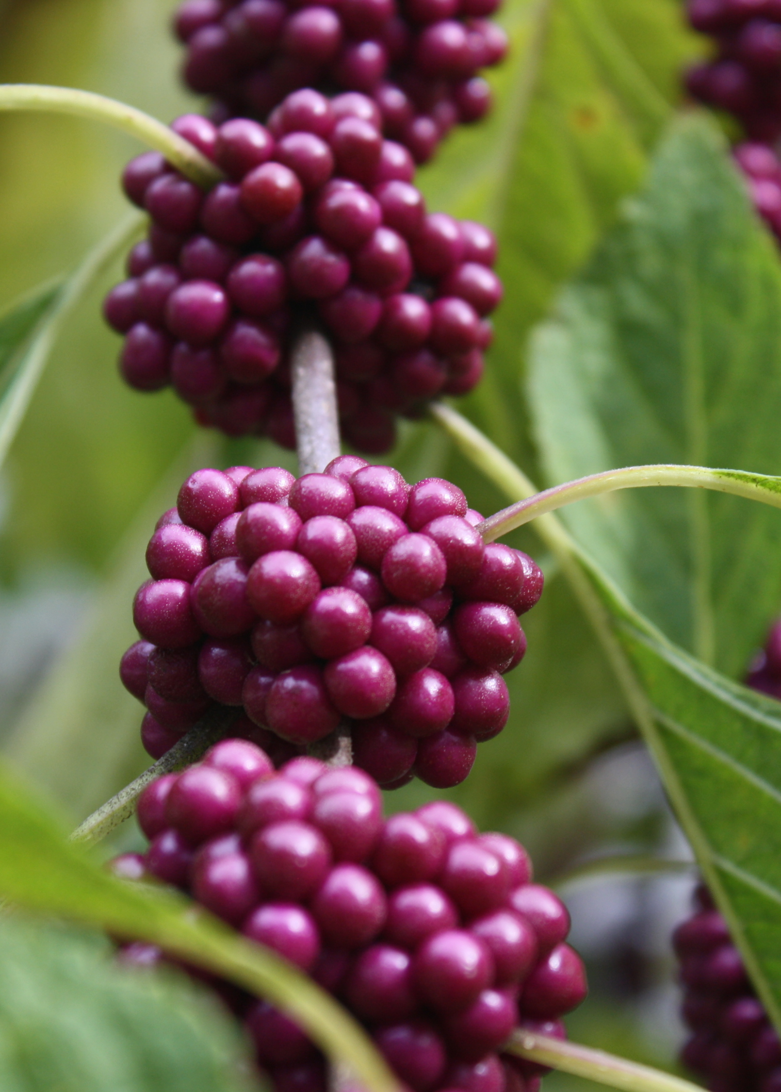 Fresh Beautyberry herb plant from Sow Exotic with vibrant purple berries and green foliage, ideal for natural landscaping.