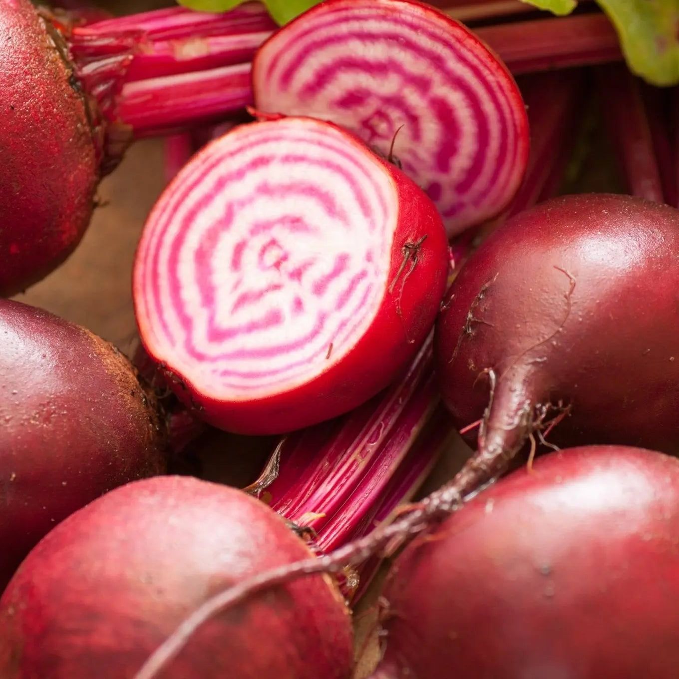 Beet Seeds - Chioggia Beet - Blessings Grow Meadows