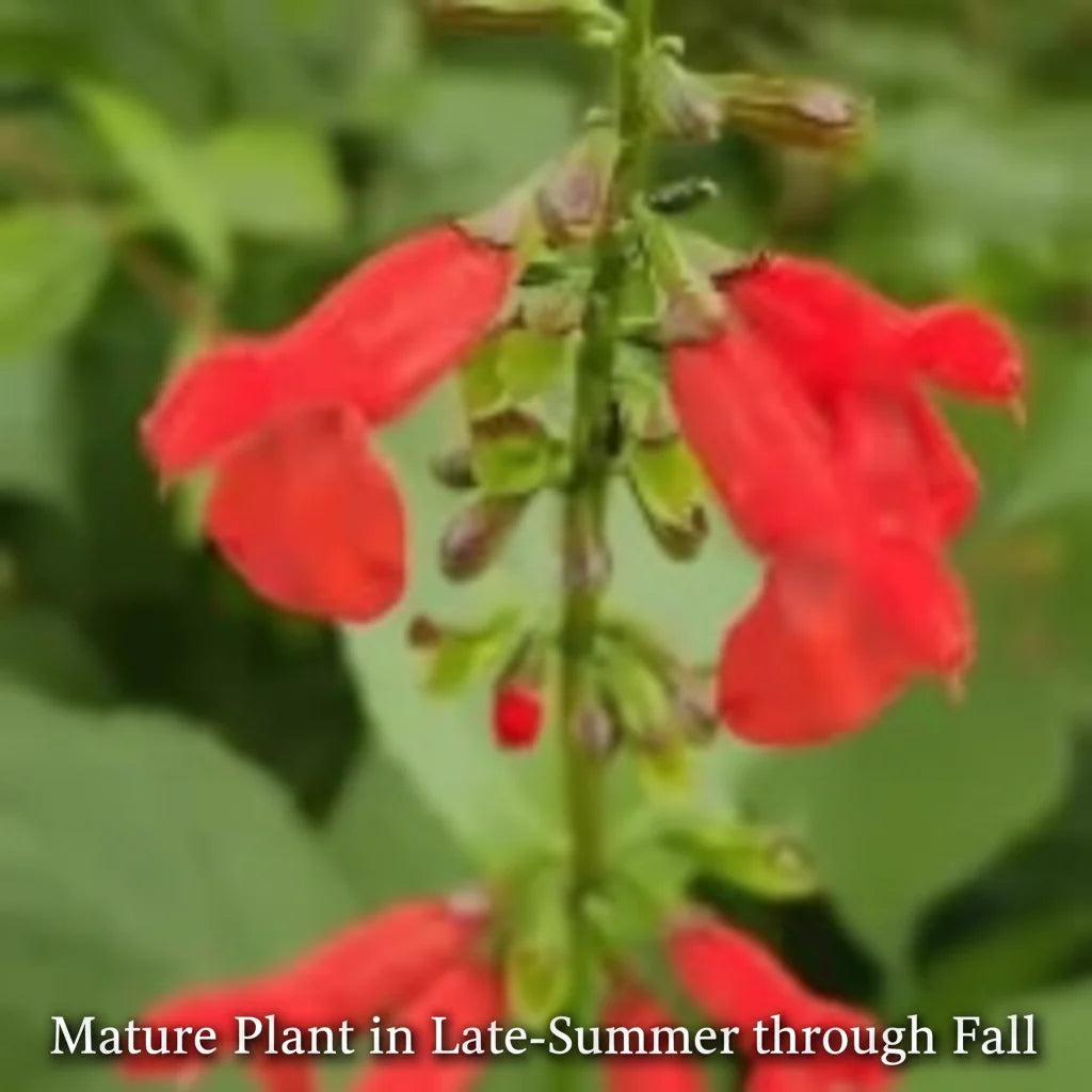 Belize Sage Live Plant (Salvia miniata) – Hummingbird & Pollinator Perennial, Zones 9–11