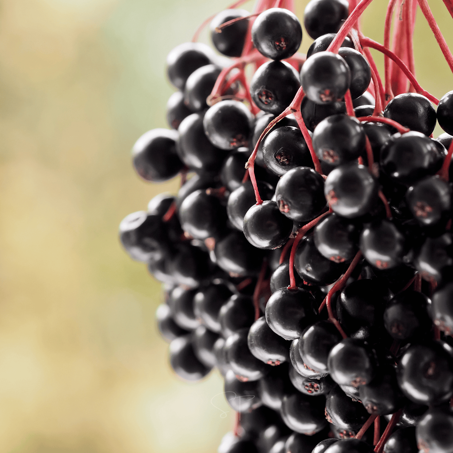 Packet of Southern Seeds Berry Seed Collection with elderberry, blueberry, and strawberry seeds for planting and gardening.