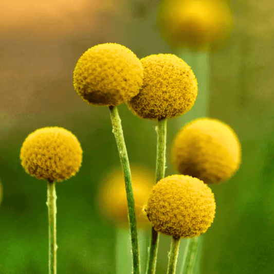 Billy Buttons drumstick seeds in a packet, vibrant green foliage, showcasing the seeds from Southern Seeds for planting.