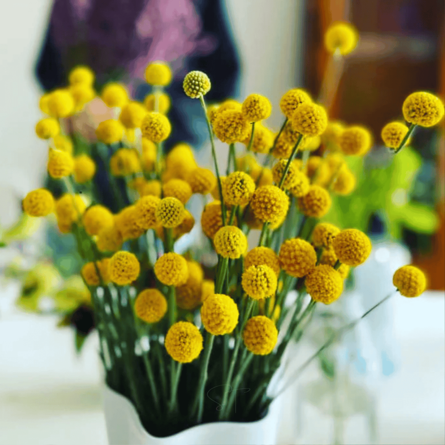 Packet of 50 Billy Buttons (Drumsticks) seeds from Southern Seeds, showing bright green seed pods and plant foliage.
