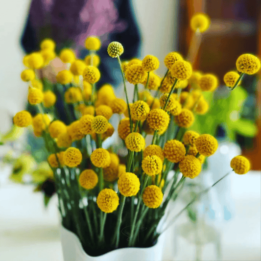 Packet of 50 Billy Buttons (Drumsticks) seeds from Southern Seeds, showing bright green seed pods and plant foliage.