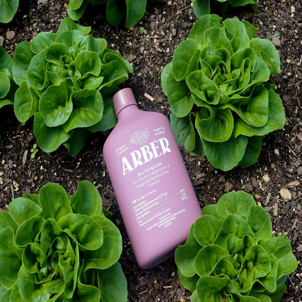 A mauve bottle labeled Arber Organic Bio Fungicide rests on soil among rows of lush, green lettuce plants in a garden.