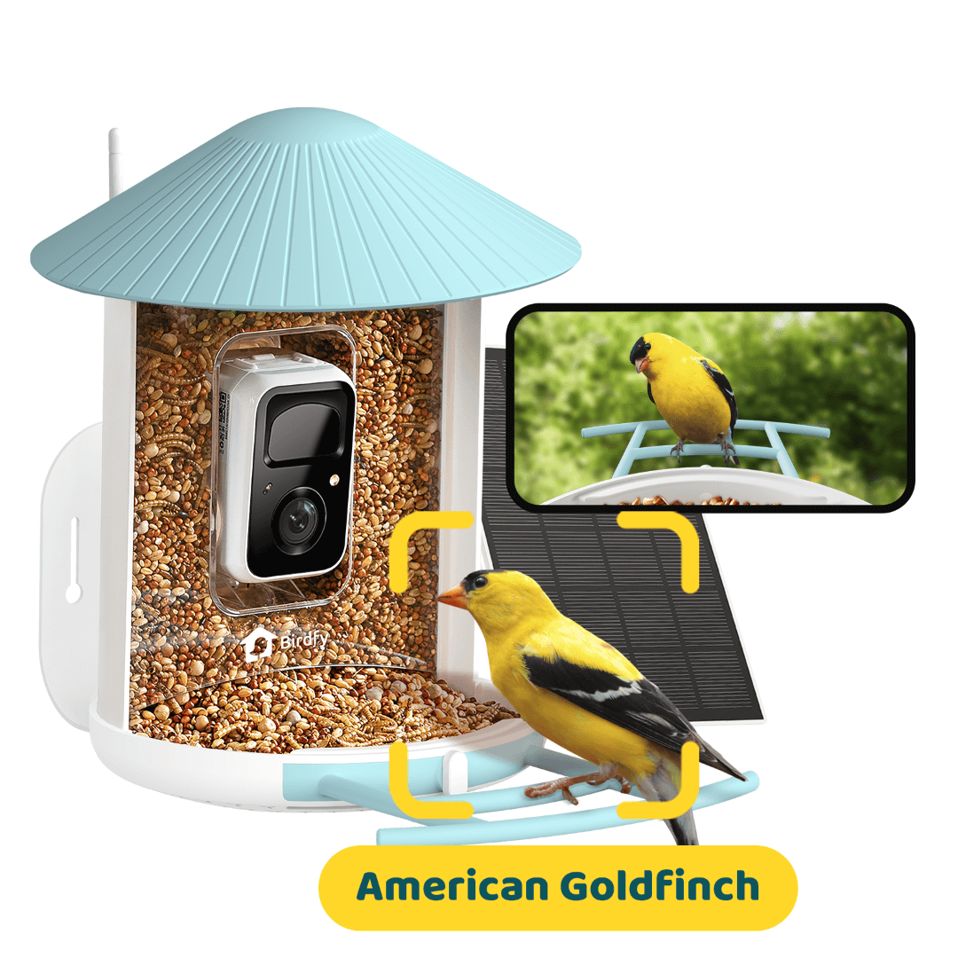 Birdfy Feeder with Solar Panel - Solar-Powered Smart Bird Feeder with Camera - Blessings Grow Meadows -