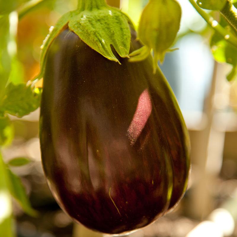 Black Beauty Eggplant Seeds (Organic) - Blessings Grow Meadows