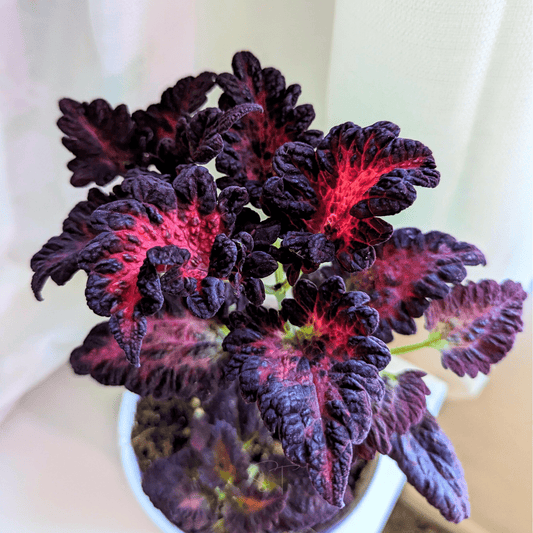 Packet of Black Dragon Coleus seeds from Southern Seeds, showcasing 20 seeds for vibrant, colorful foliage in your garden.