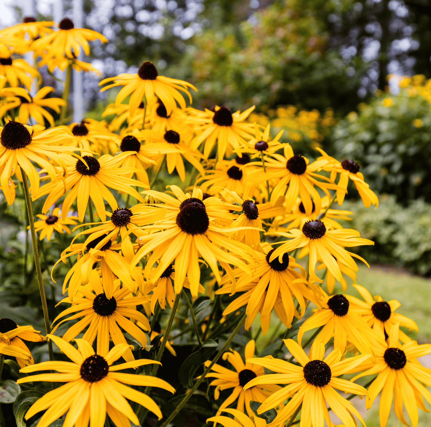 Packet of Southern Seeds Black Eyed Susans seeds for planting, showcasing bright yellow flowers with dark centers.