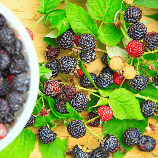 Black Raspberry seeds packet from Southern Seeds, showing 30 seeds for planting and growing black raspberry plants.