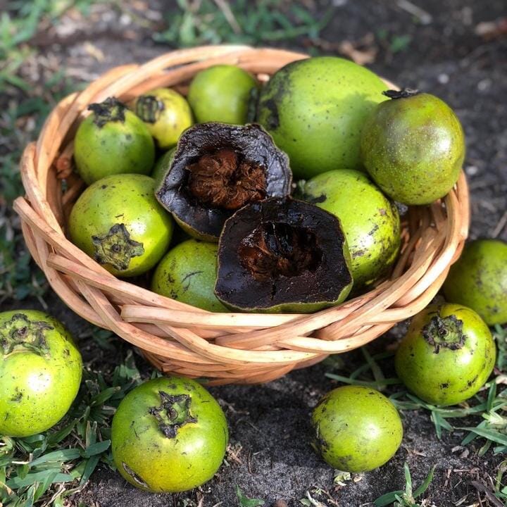 Black Sapote Reineke [Merida] Grafted Tree - Blessings Grow Meadows