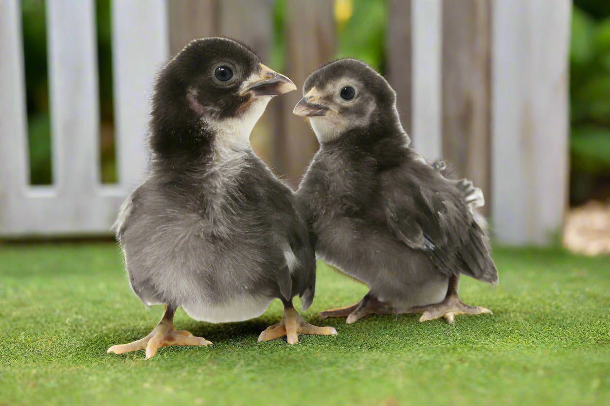 Black Sex-Link Female Chicks - 15 All-Female with Free Shipping - Blessings Grow Meadows
