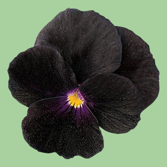 Black viola sorbet seeds from John's Plant Adventures, showing a close-up of dark violet flower buds and green foliage.