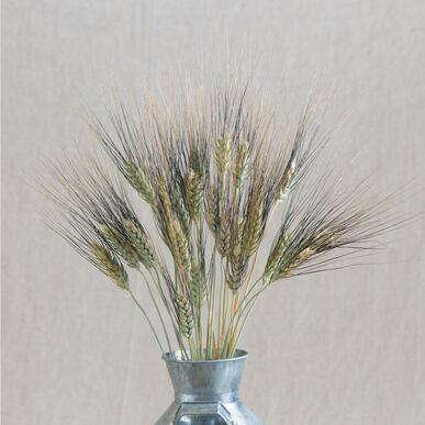 Black Tip Wheat - Blessings Grow Meadows