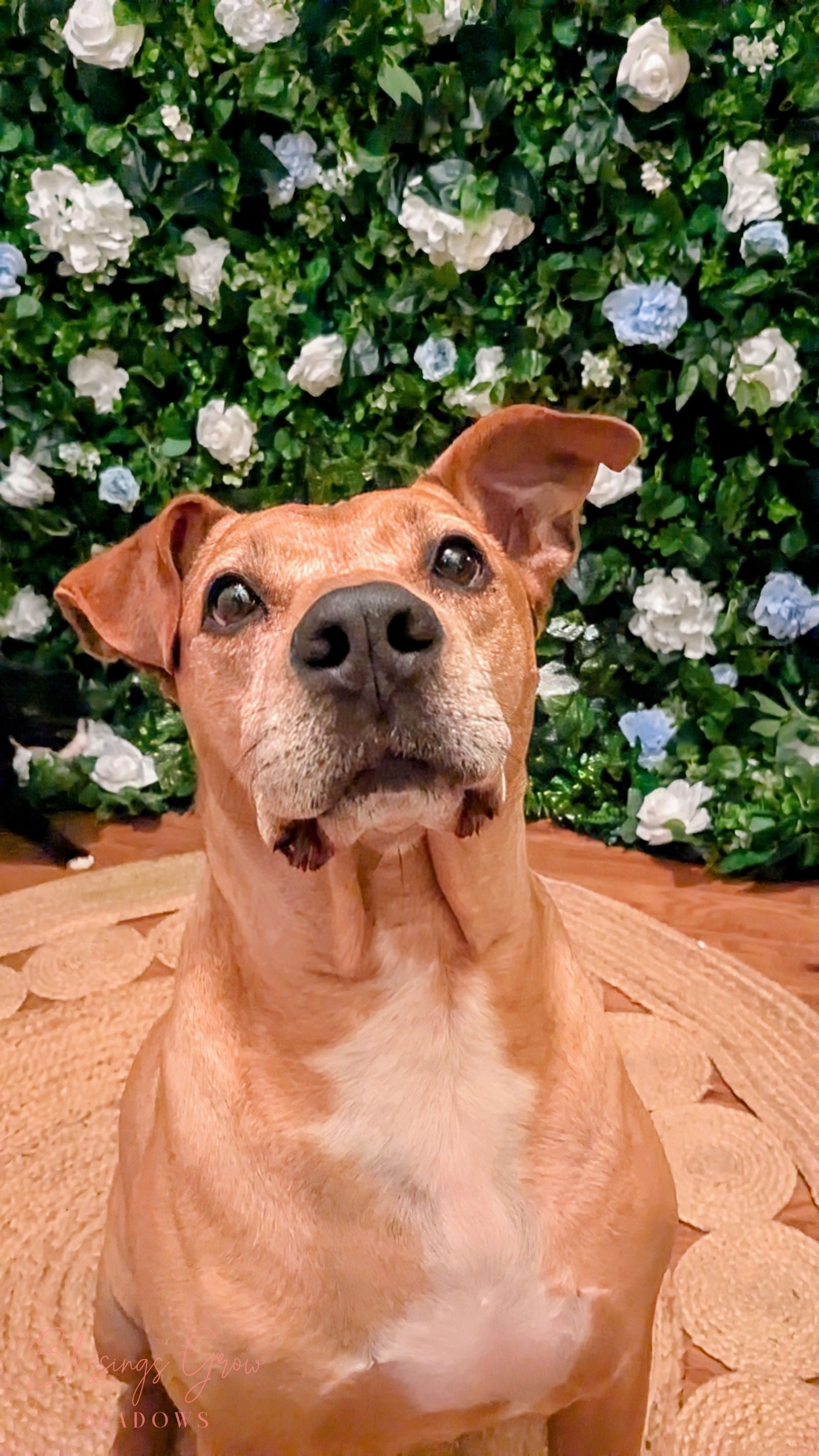 Photograph of a light brown Pit Bull dog sitting in front of a lush floral wall featuring white and light blue roses and greenery a jute rug is visible under the dog