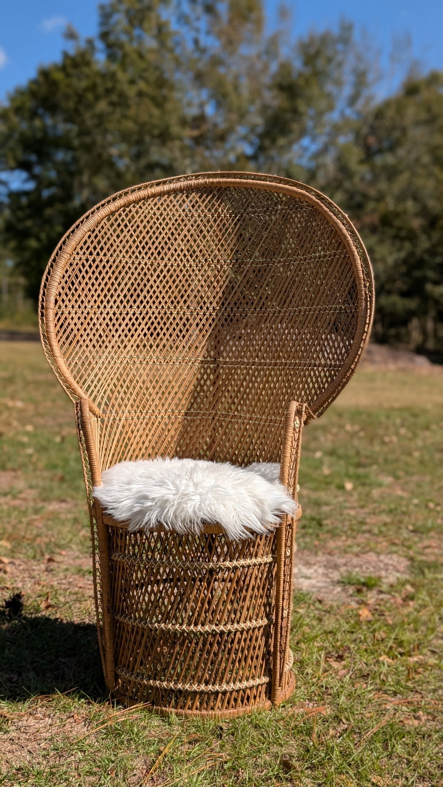 Wicker peacock chair with a fluffy white cushion outdoors against a backdrop of trees and sunlight showing intricate woven details and a unique rounded shape