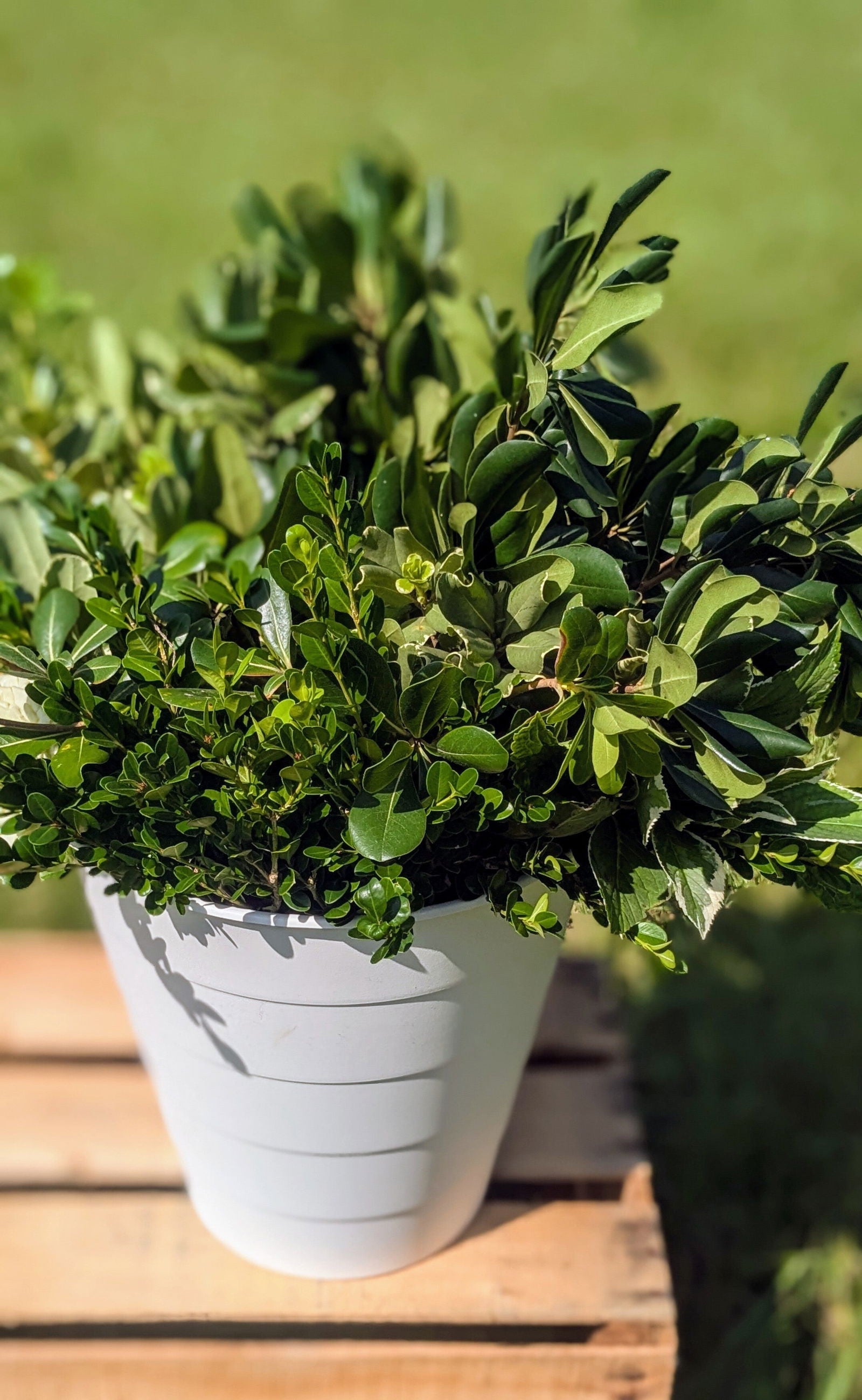 Photograph of assorted greenery in a white pot showing varying shades of green leaves and vibrant new growth on a wooden pallet outdoors
