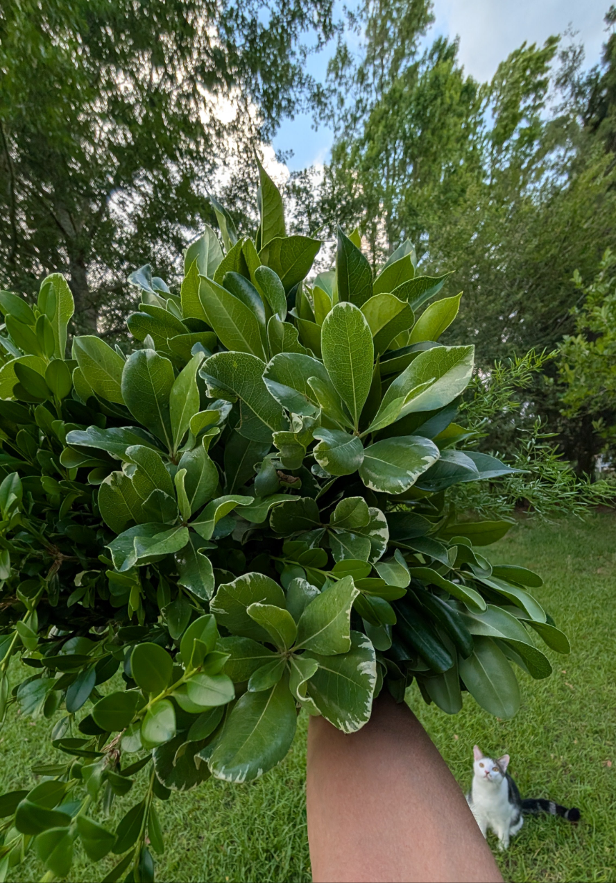 A hand holds a bunch of DIY Event Flowers + Fresh Cut Bulk Greenery from Blessings Grow Meadows Merch & More outdoors in Metter, GA, with trees behind and a white and black cat sitting on the grass looking up.