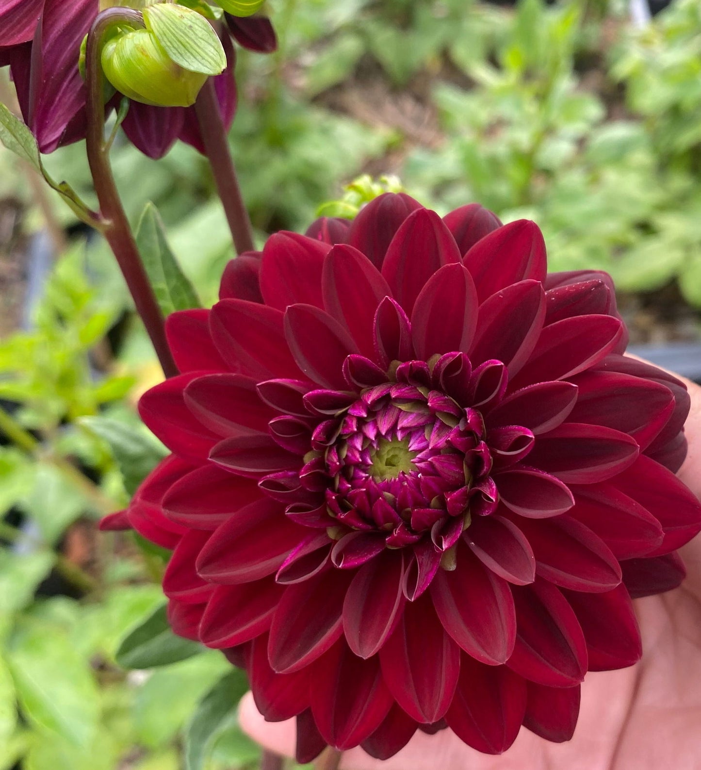 A hand holds the Dahlia Tuber: Arabian Night by Blessings Grow Meadows, displaying its stunning layered petals in full bloom against a backdrop of blurred green foliage.
