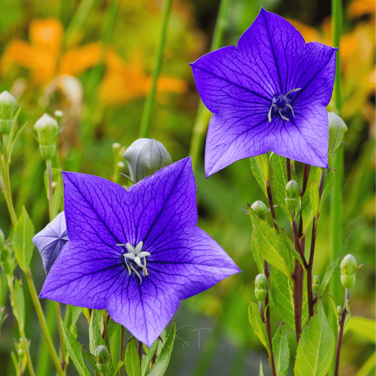 Blue Balloon Flower seeds packet from Southern Seeds, showcasing vibrant blue flower seeds for planting and garden beauty.