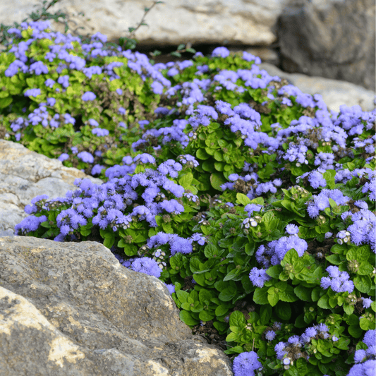 Blue Mink Dwarf Ageratum seed packet from Southern Seeds, featuring 100 seeds for vibrant blue flowering plants.