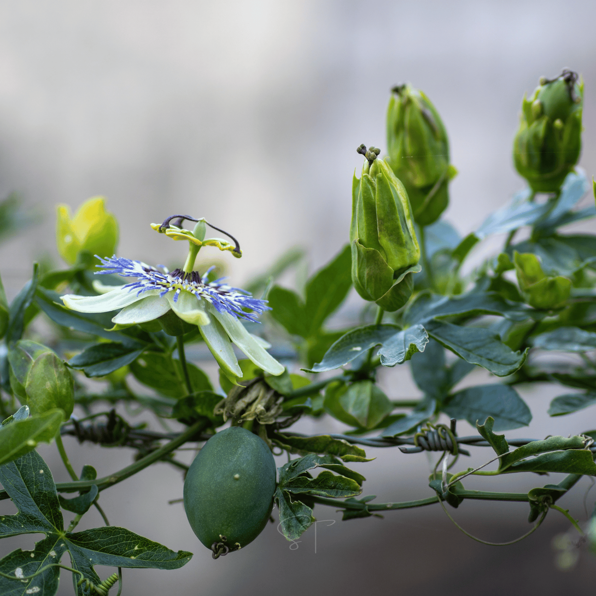 Blue Passionflower seeds packet from Southern Seeds, featuring 20 seeds for planting and growing this vibrant flowering plant.