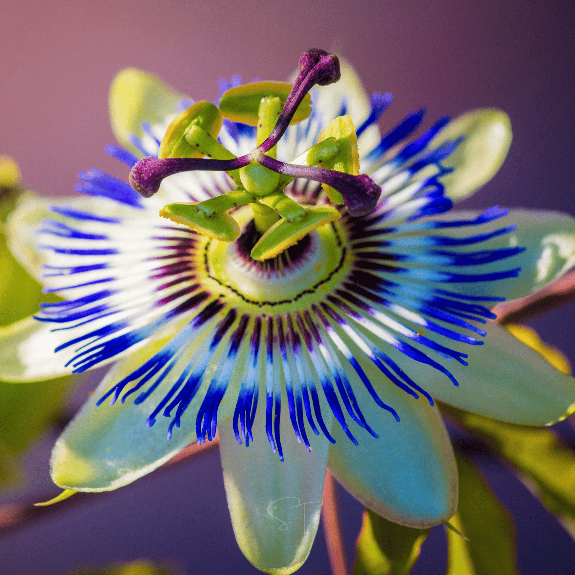 Blue Passionflower seeds packet from Southern Seeds, 20 seeds for planting vibrant blue-flowered passionvine.