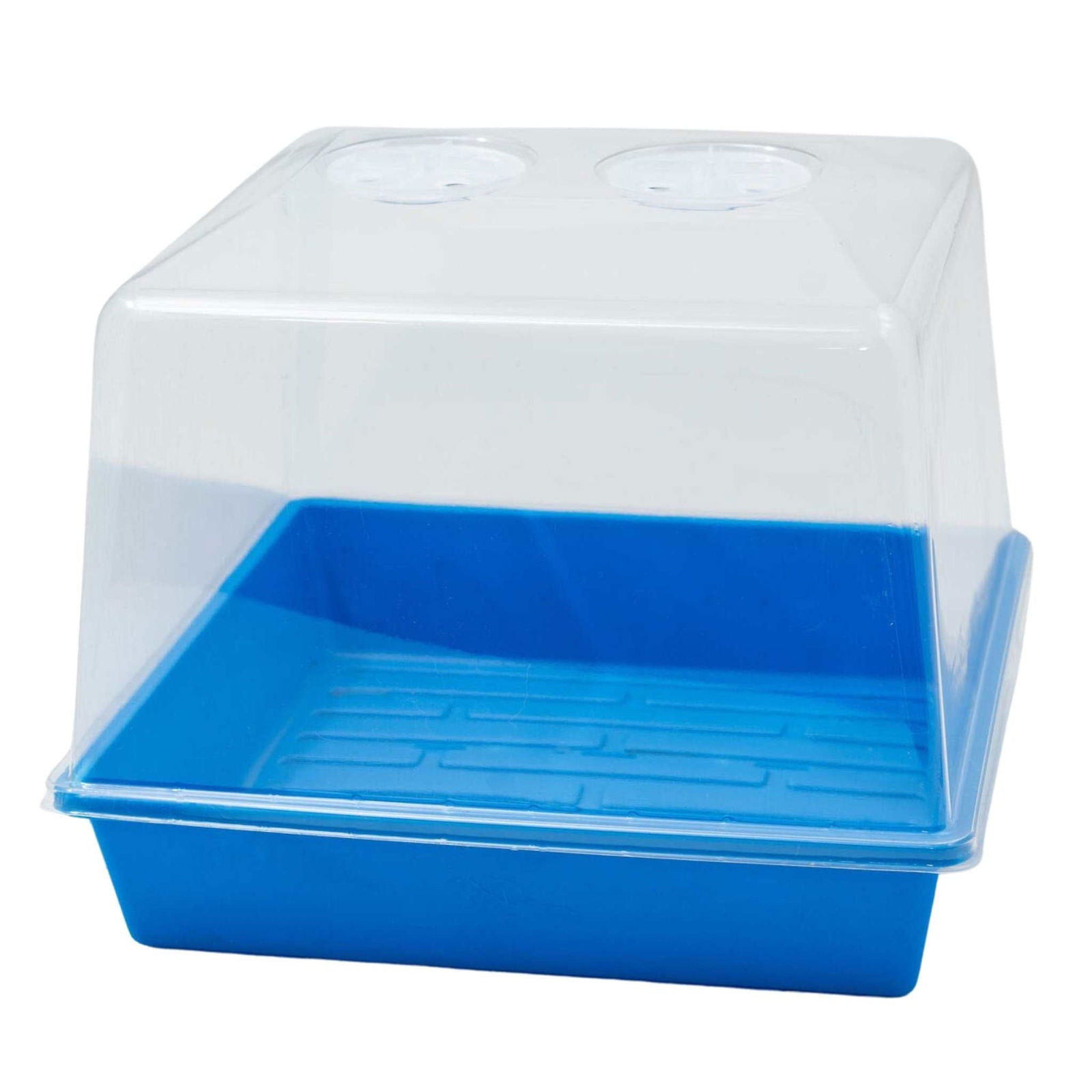 Plastic propagation station with clear dome and vibrant blue base featuring ventilation holes and a textured bottom tray
