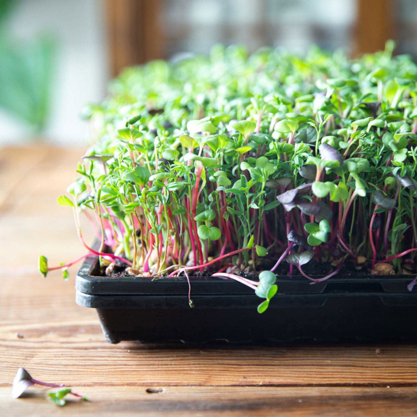 Photo of vibrant radish microgreens with reddish-pink stems, deep green leaves, and a few purple sprouts growing in a black tray on a rustic wooden surface.
