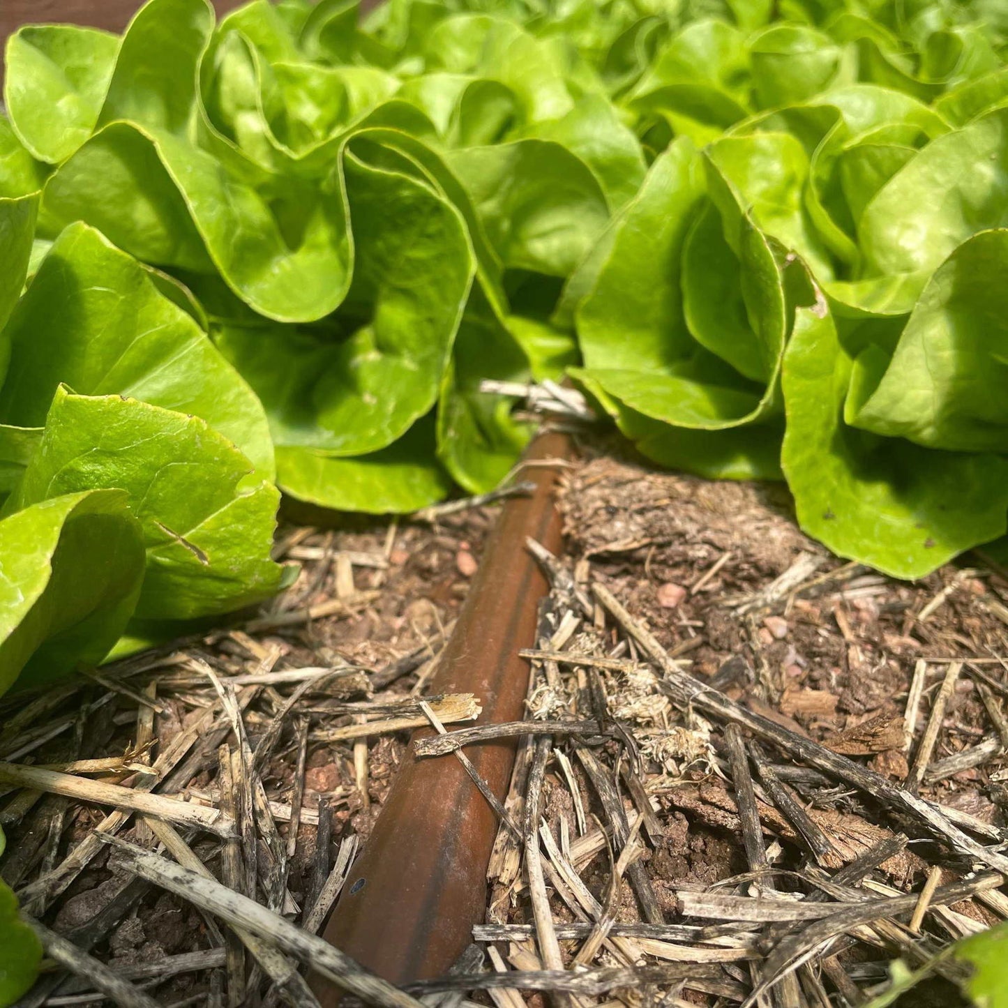 Photograph showing vibrant green lettuce leaves in a garden bed with a rusty brown irrigation pipe nestled amongst brown mulch and soil.
