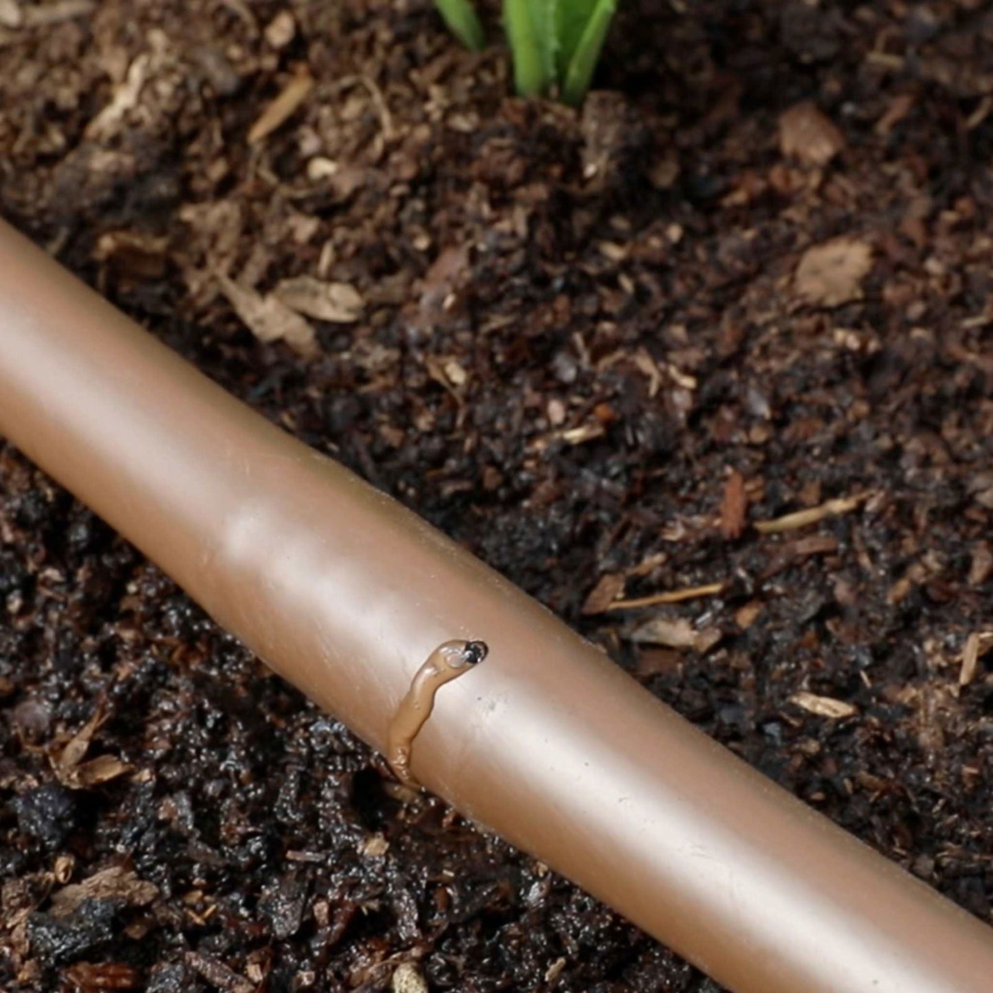 Close-up photograph showing a brown plastic drip irrigation tube in dark soil with a small, light brown worm emerging from a hole, near a green plant