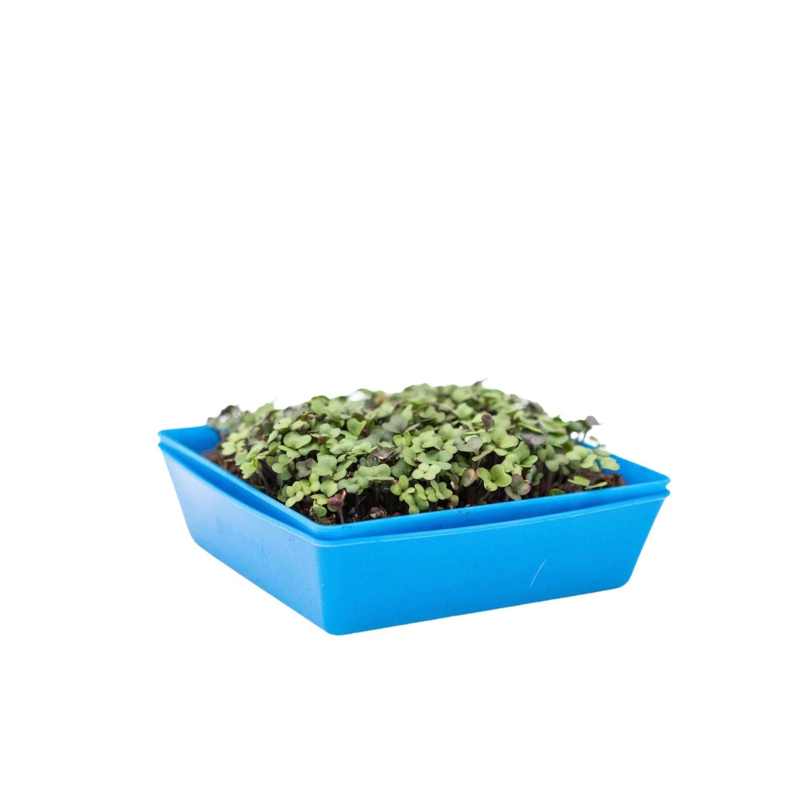 Multicolor Bootstrap Farmer 5x5 shallow microgreen trays with 16 inserts, no drainage holes, ideal for small-scale microgreen growing.